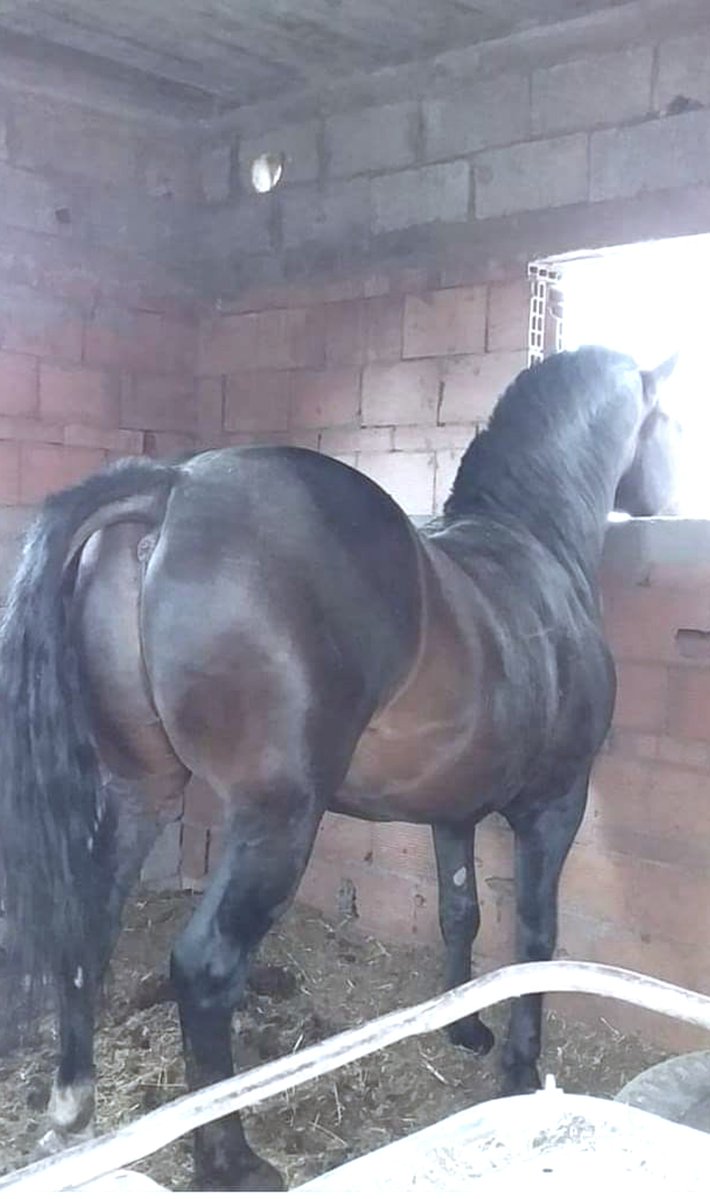 zoooworlddd's tweet photo. Stop looking elsewhere, dirty boy😊🐎…  
I’ve got the HD videos..

⛓️https://t.co/PmLNVMRbtN ⛓️ 

Feel free to DM me for access on how to make sure dirty horses don't stay dirty ❤️✨️

#knotlove #doggolovers #doglovers #k9unit #doginspiration #dogfunny #K9 https://t.co/2nHm5SvloG