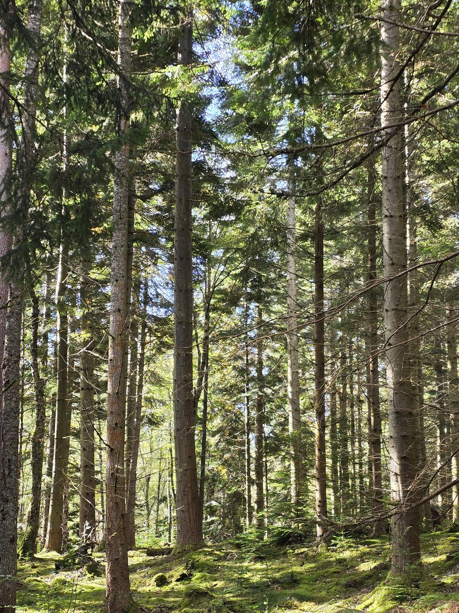 SylvanaPilidou's tweet photo. #Faskally #forest π΄σ §σ ’σ ³σ £σ ΄σ Ώ https://t.co/wfRGme7LcM