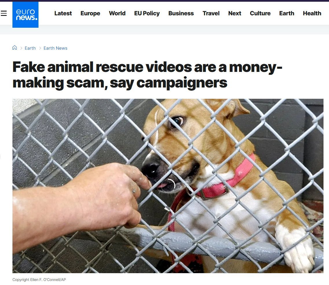 i_m_harshitsing's tweet photo. They record bunch of struggling videos of dogs &amp; keep uploading them in proper time gaps.

Then they will ask for expenses like transportation, Medical, food, shelter and 10 other expenses for that dog &amp; enjoy.

They will repeat the same by uploading the other video of same dog. https://t.co/4OMqHSCVzO