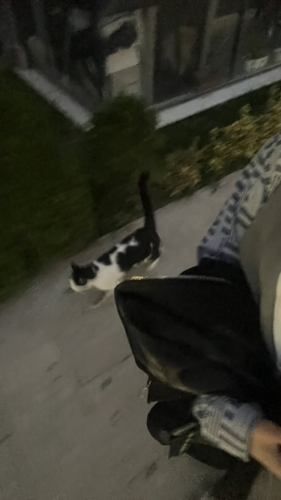 belkifato's tweet photo. bir kedi tarafından takip ediliyorum ebet tarafından https://t.co/fE3h7lGAF0