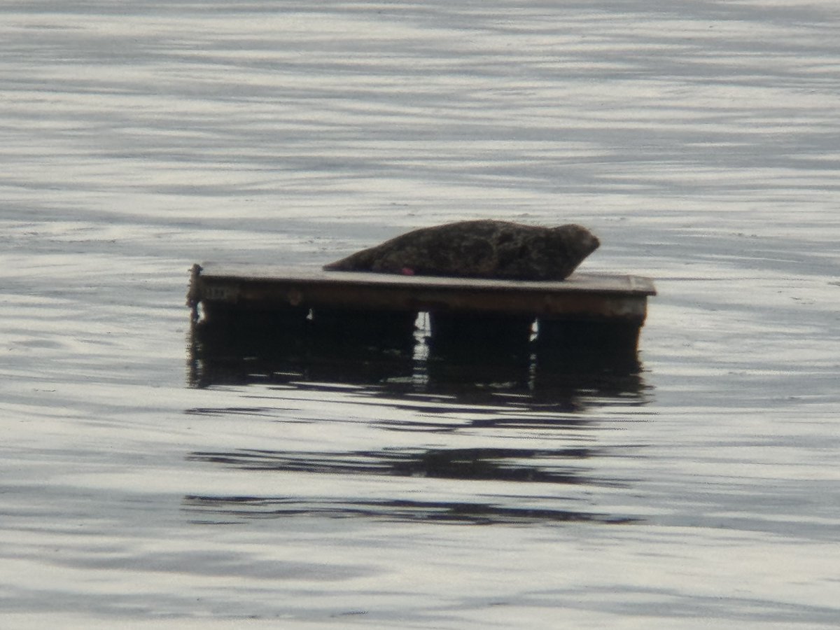 Goings_Entmt_Co's tweet photo. 📸🎬 This past weekend was quite an experience using and experimenting with the 6X Telephoto &amp; 150mm Macro 2-in-1 Lens! 🔥🔭

🦭 I accidentally almost recorded a seal giving birth, but it was taking too long! 😅

#CarShowRivalry #CameraGear #TelephotoLens #MacroLens #6XTelephoto https://t.co/PjHBfwXIK2