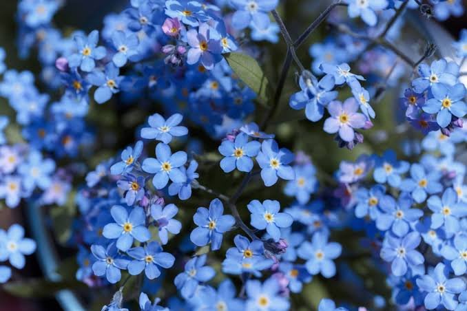 redbeanpancakes's tweet photo. i love how the fandom had adopted forget-me-nots as grace's signature flower. "you will be remembered as a hero", his amnesia, the combination of his colour palette as a teacher &amp; when he was put down, the colour of the sky &amp; the long grass where he was caught. they suit him https://t.co/oxGz799jwp