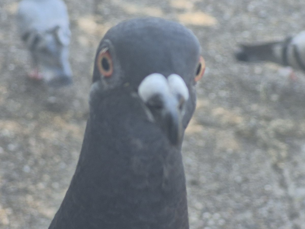 QL14854's tweet photo. This Pigeon wants you're food.
Would you give him food? https://t.co/HxnNXpBJED