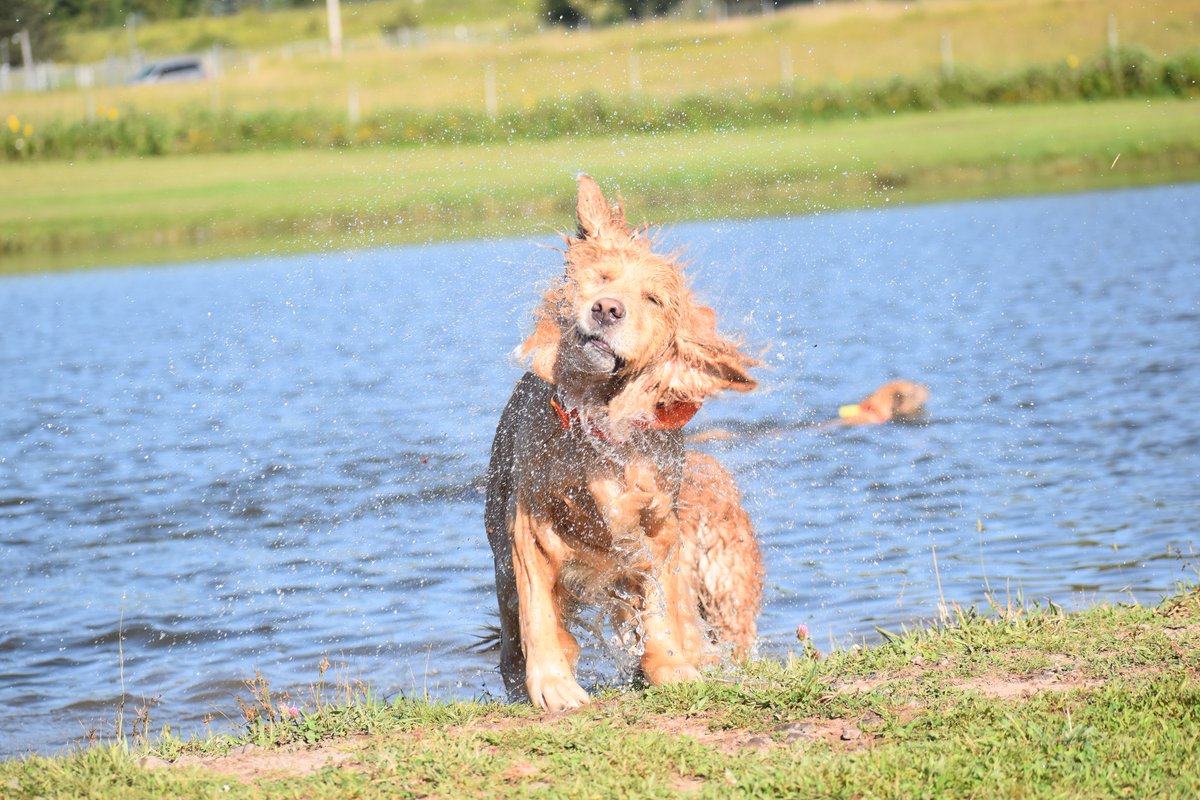 laylaclarkypesh's tweet photo. If the pond at Eva’s Dog Camp ever runs low, we know who’s responsible for relocating the water: the Goldens. Shake, shake, shake—repeat. At this rate, we’ll have to refill the pond one wet-dog shake at a time! https://t.co/eW3WJqxvkN
