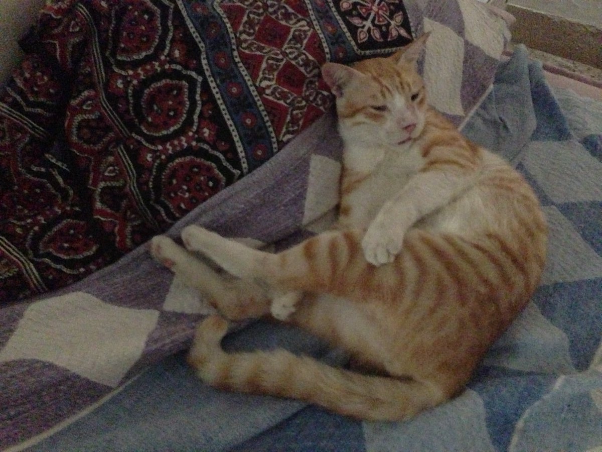beenasarwar's tweet photo. @pavannair @AparnaKarthi And Biskit, who turned up has a tiny kitten sitting on top of our car tire in Karachi, winter of 2007. "You can keep him as long as he doesn't come in the house". Yeah, right. 
Before long he owned the house. 
Was sad when we left, and so were we. https://t.co/WCENRm5UU2