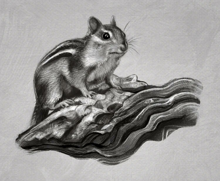 artsquirrelblog's tweet photo. OK I've come back here and spent an hour doom scrolling, so far things are exactly as I left them but nevermind. Here is a picture I did in Krita the other day for fun. Thought I'd do a Chipmunk for a change. #krita #digitalart https://t.co/b9gzFG5gGO