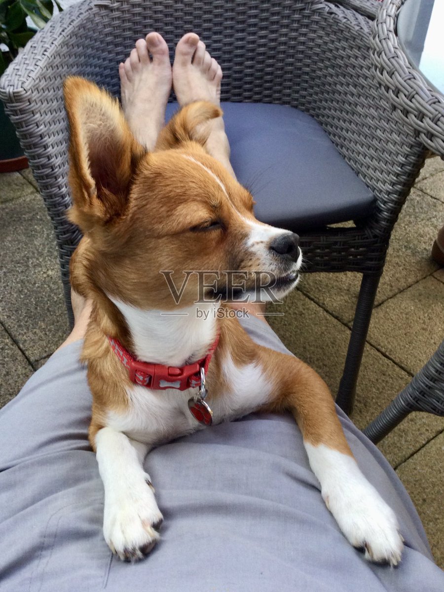 gidgl199639's tweet photo. My pup just curled up on my lap while I worked—this quiet, warm companion moment is exactly what I needed today https://t.co/nqTiJ1kZVz