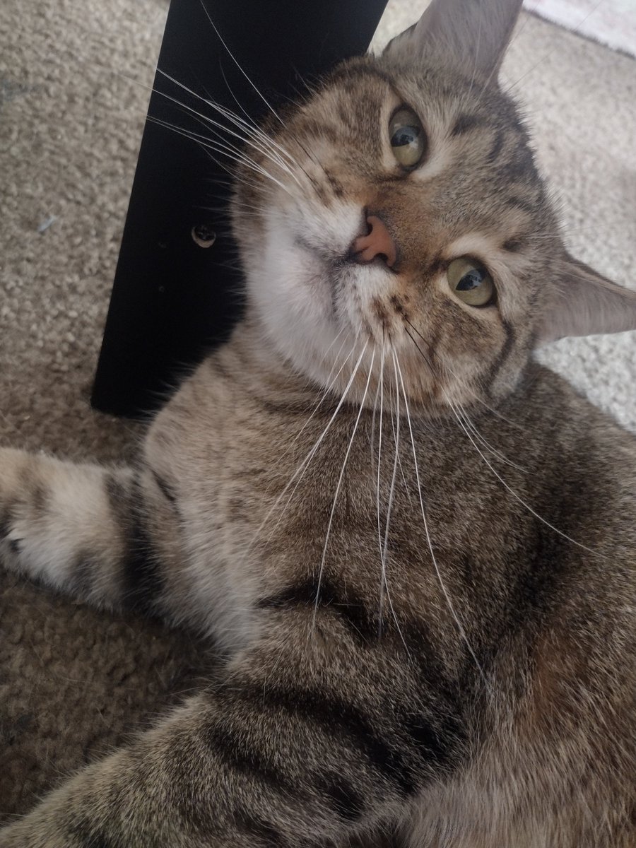 Shay_duhhhhh's tweet photo. I'm so indecisive I've had these stickers for at least a month or two now but the urge to put them on my tablet grows stronger...Hi Tibbs. https://t.co/ihtxVvQS8w