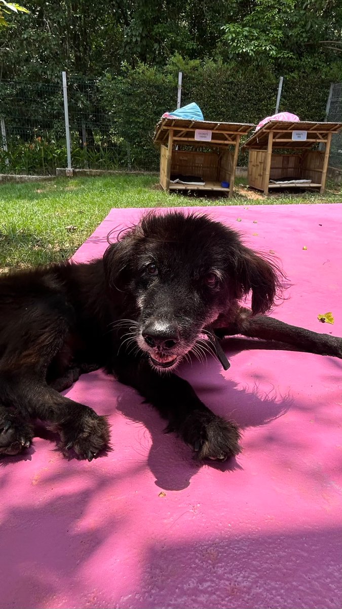 wearehappydoggo's tweet photo. When we found Birdie over a year ago, she was in so much pain. Living alone on the streets is hard enough, but she was also battling a severe bladder condition that caused terrible burns all over her skin.

Looking at her now, you would never guess she had such a tough past. She is the absolute sweetest soul in our retirement village, whether she is stretching out on the cool concrete for a long nap or getting completely spoiled with endless treats by her dedicated "personal vet team."

Seeing her go from a painful life on the streets to being so incredibly loved and pampered makes every single tough day worth it. We love you, Birdie. ❤️