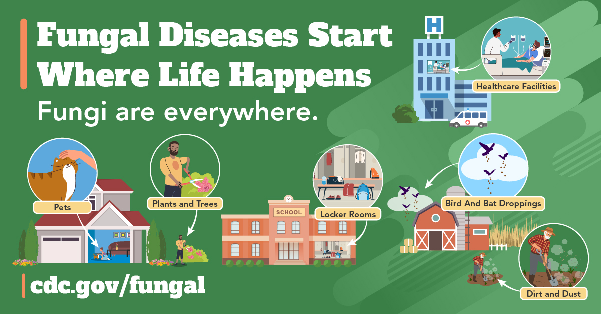 AVMAvets's tweet photo. Fungi live in different environments including your home, outdoors, and in healthcare settings.
This Fungal Disease Awareness Week, #ThinkFungus26 and raise awareness to help protect people from the growing impact of fungal diseases. https://t.co/pXRuCYOH02 https://t.co/h6VTFOA3p5