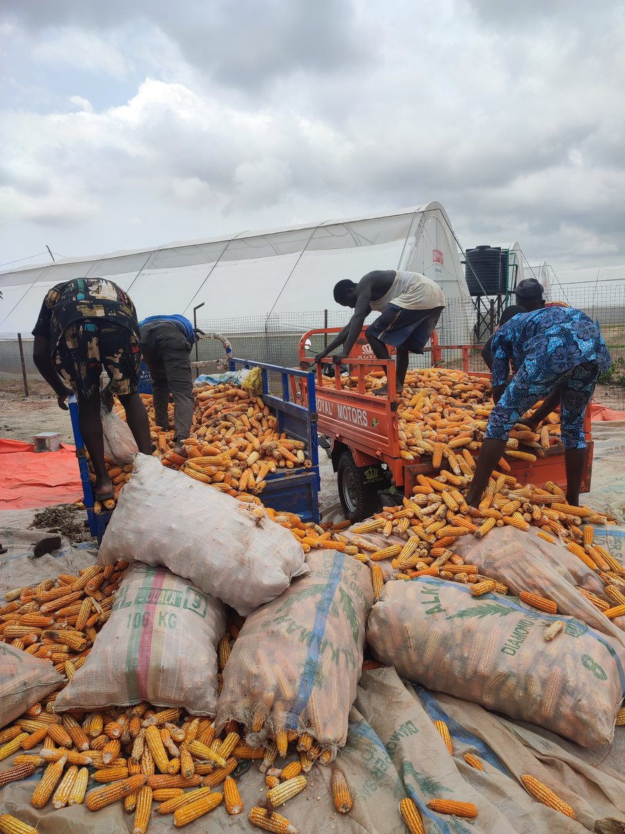 BiggRaj's tweet photo. It was a hectic day at the farm today but my workers always proved themselves worthy and ever ready for whatever task. 

We harvested some portion of the maize farm, loaded them and moved them to the main site. 

We also incorporated multicote fertilizer in the two new greenhouses we are preparing for bell pepper production. 

Additionally, we did multiple staking in one of our greenhouses and also did spraying. 

Tomorrow, we go again! 

More maize harvest and we continue our daily greenhouse routine.