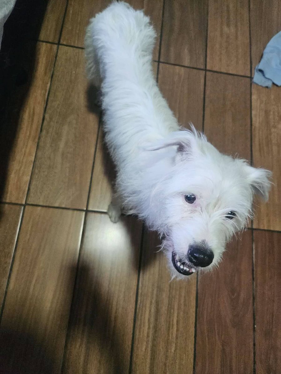 lyssitta's tweet photo. SERVICIO SOCIAL✅️
SE BUSCA A SU FAMILIA 📣 ‼️

Perrita encontrada en los alrededores del Colegio Santa Cecilia, Santa Tecla. por si es de al quien llamar al 68428664 https://t.co/JcdEjB47AU