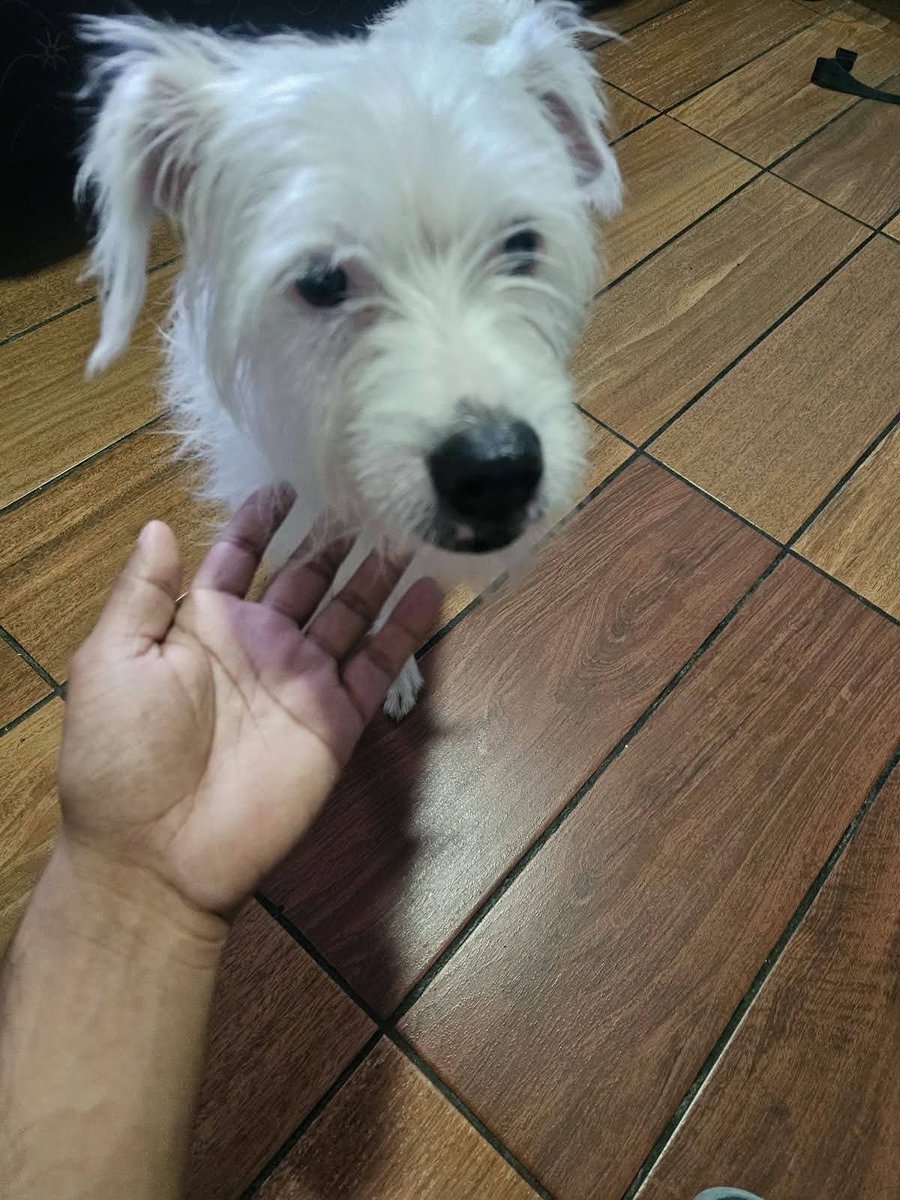 lyssitta's tweet photo. SERVICIO SOCIAL✅️
SE BUSCA A SU FAMILIA 📣 ‼️

Perrita encontrada en los alrededores del Colegio Santa Cecilia, Santa Tecla. por si es de al quien llamar al 68428664 https://t.co/JcdEjB47AU