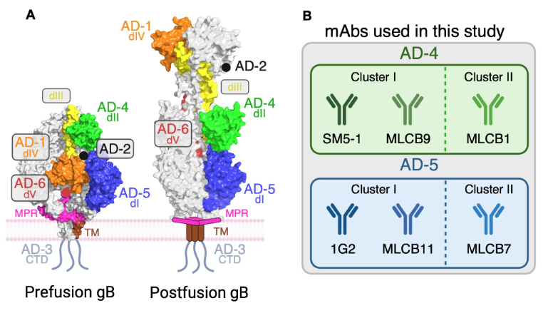 ASMicrobiology's tweet photo. Monoclonal antibody (mAb) cocktails are important for managing viral infection. Researchers compared 4 approaches for evaluating antibody combinations define best experimental &amp; analytical practices for studying antiviral antibody interactions. #JVirology: https://t.co/hufqVWfUnN https://t.co/lqfqi1iMLD