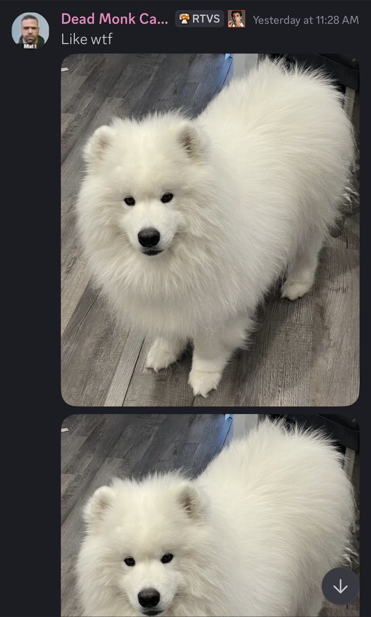 wayneradiotv's tweet photo. Started psychiatric ketamine treatment yesterday and was just endlessly entertained by a single picture of my dog I had taken that morning https://t.co/OyD52rIQxD