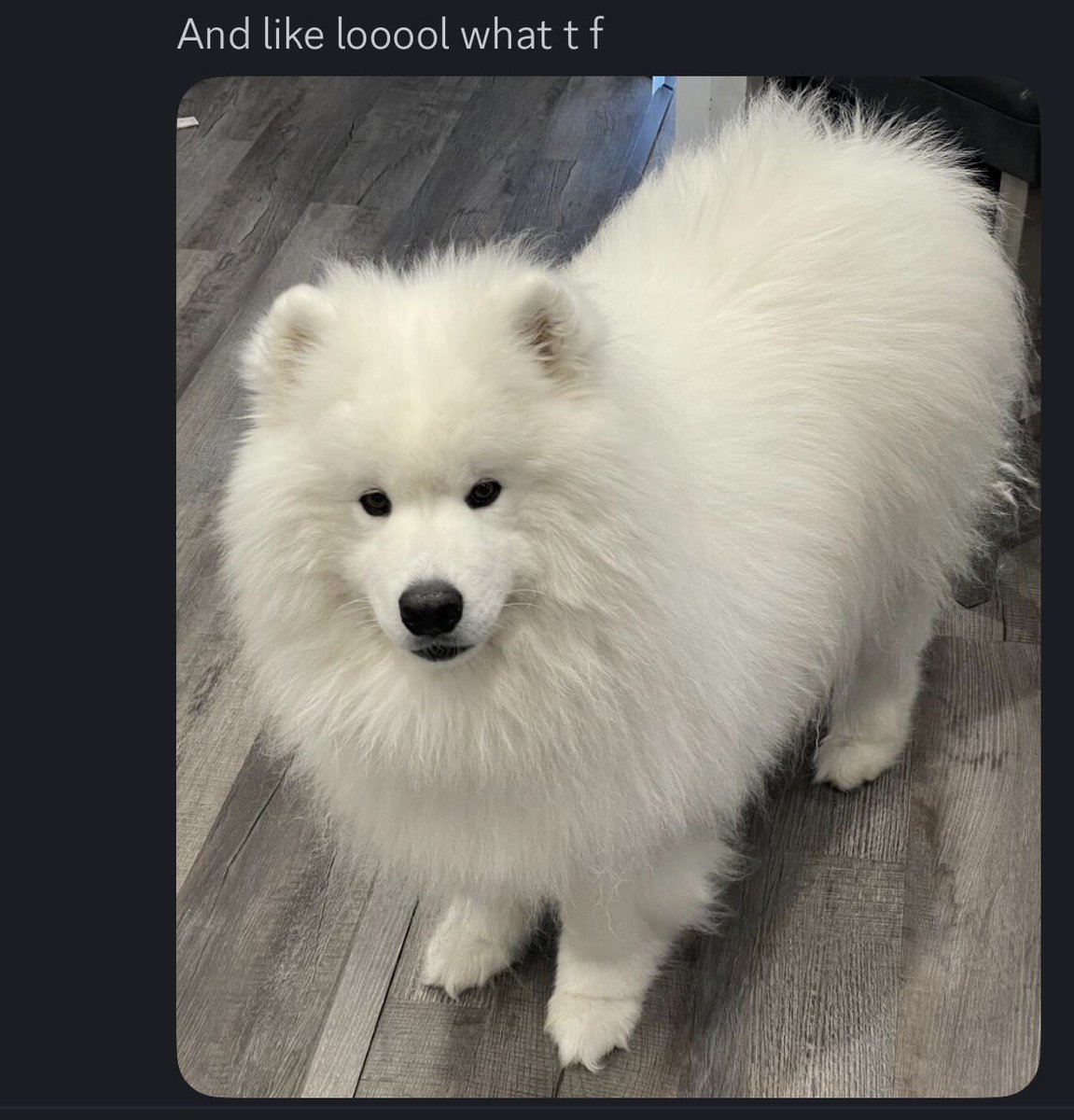 wayneradiotv's tweet photo. Started psychiatric ketamine treatment yesterday and was just endlessly entertained by a single picture of my dog I had taken that morning https://t.co/OyD52rIQxD