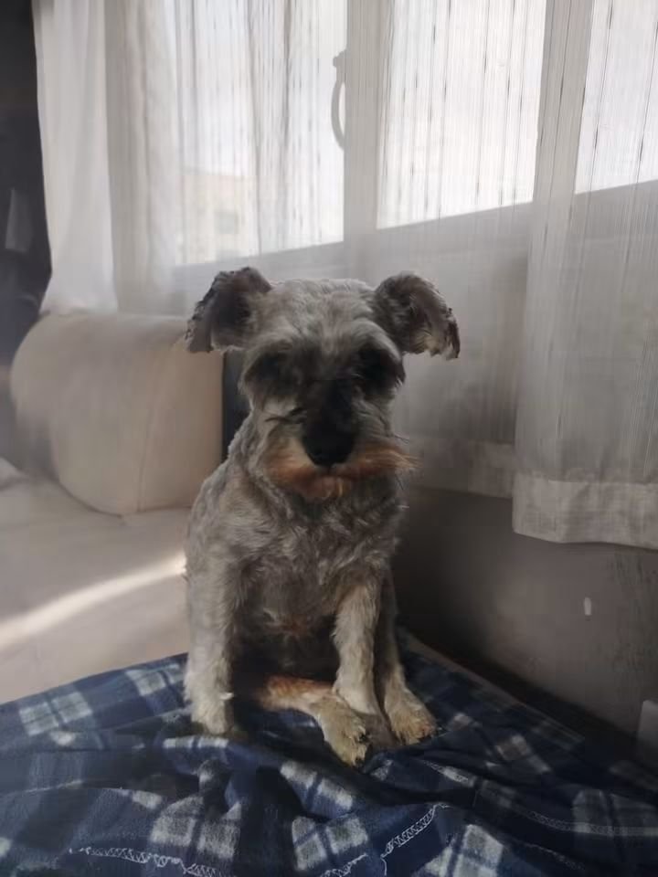 munecamarce's tweet photo. Comparto 📢📢 
 Buenos días, el día de ayer nos encontramos está perrita en la autopista General Rumiñahui sector puente 3 en medio de la vía.  Si alguien la reconoce comuníquese al WhatsApp 0979277066 o al 0961885500. https://t.co/swn0LFpmOB