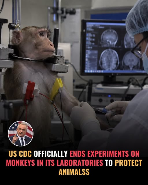 tiger26931's tweet photo. After years inside laboratory cages, hundreds of monkeys are finally facing the possibility of a different future. The CDC has moved to end its monkey research program, a major step toward reducing the use of animals in scientific experiments. https://t.co/f4cjJDZFMv