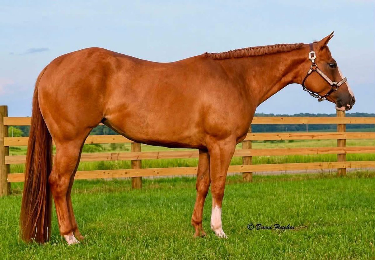 SeriousEquine7's tweet photo. 🎉SOLD🎉Cold Dae In May “Mae” is a triple registered AQHA/APHA/PtHA 14.2H 4-year-old mare by Hay Goodlookn and out of Double Celebridee. 

#seriousinquiriesonlyequine https://t.co/t4gKYNfBvV