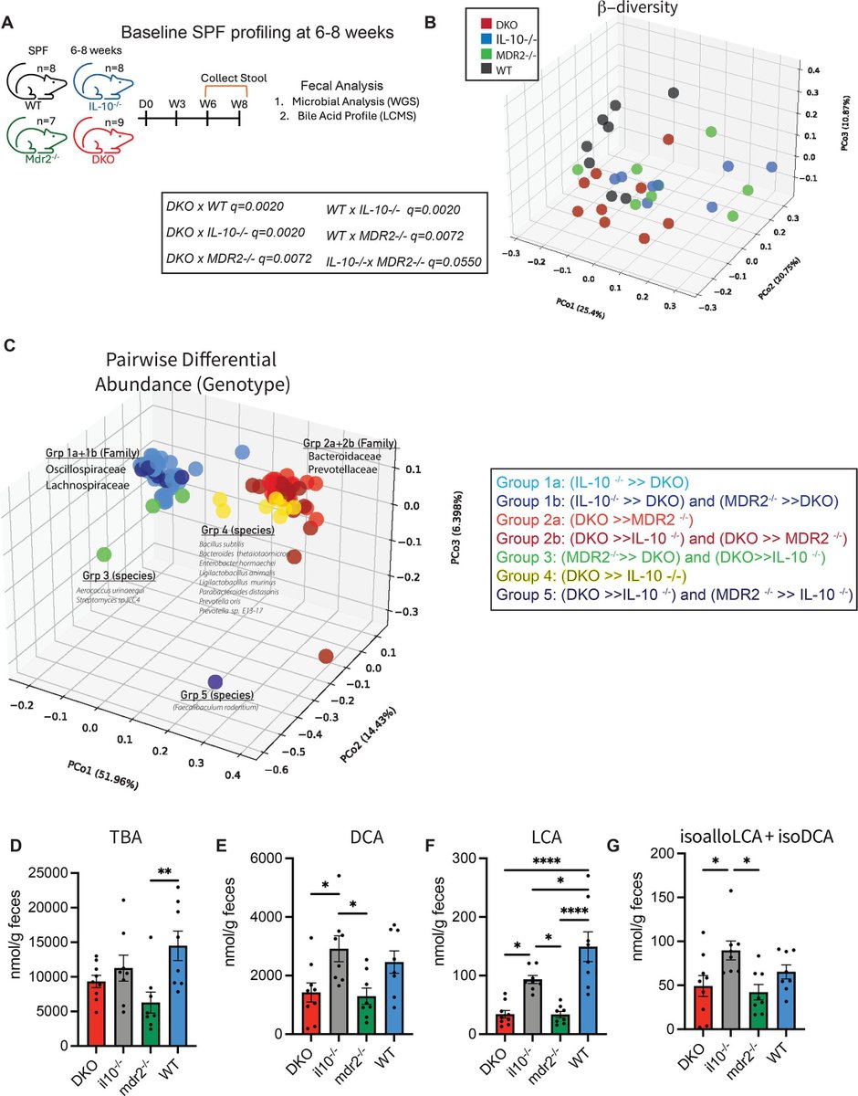 Gut_BMJ's tweet photo. The study is this month’s #GUTEditorsChoice and features on the #GUTFrontCover.
Awoniyi et al. present “Dysbiotic microbiota trigger colitis-associated colorectal cancer and imprint a distinctive bile acid profile in a PSC-IBD model” via https://t.co/323tdbgg3y
PSC-associated IBD carries a particularly high risk of colorectal neoplasia. This study provides important mechanistic insight into how the gut microbiome may contribute to that risk.
The authors demonstrate that dysbiotic microbiota can promote colitis-associated colorectal cancer while producing a distinctive bile-acid signature. These findings strengthen the emerging view that microbial communities and their metabolites can actively shape the intestinal environment in ways that influence carcinogenesis.
🎙️ It is also the subject of the September #GUTPodcast.
▶️ Listen on Apple Podcasts:
https://t.co/0b82LZtDsa
▶️ Listen on Spotify:
https://t.co/KtzwyJzbiv
▶️ Listen on the Gut Podcast website:
https://t.co/rPgRsmc9Dg
#GUTFrontCover #GUTCover #GUTPodcast
