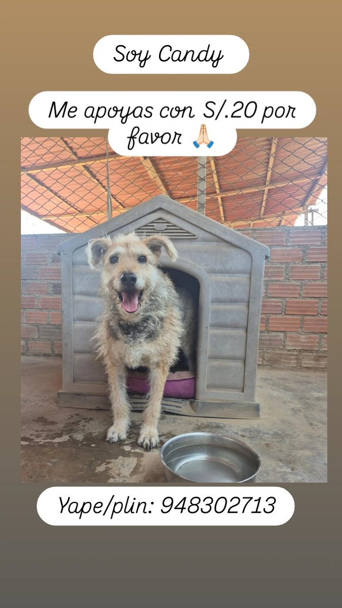 Peluadopres's tweet photo. Me ayudan por favorcito 🙏🏻 4 personas que se unan con  S/.50 c/u ayer venció la mitad d temporales y no abonamos completo. Podrían perder sus espacios 😢 
Yape/plin: 948302713 https://t.co/EB0v6z7cW0