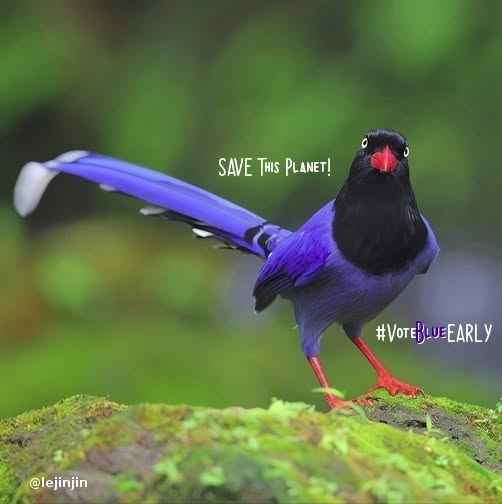 time4kind's tweet photo. · #MailVoteBlueEARLY26 🗝️ #MailVoteBlueEARLY26
·        #CherishTheFuture  ♡  #CherishTheFuture
·             #DefCon1 #DefCon1 #DefCon1 #DefCon1
⭑      I send my #BlueMailBallot by Oct 10. 
·                               Magpies   WiLL   Know https://t.co/6XQT7XQjBP