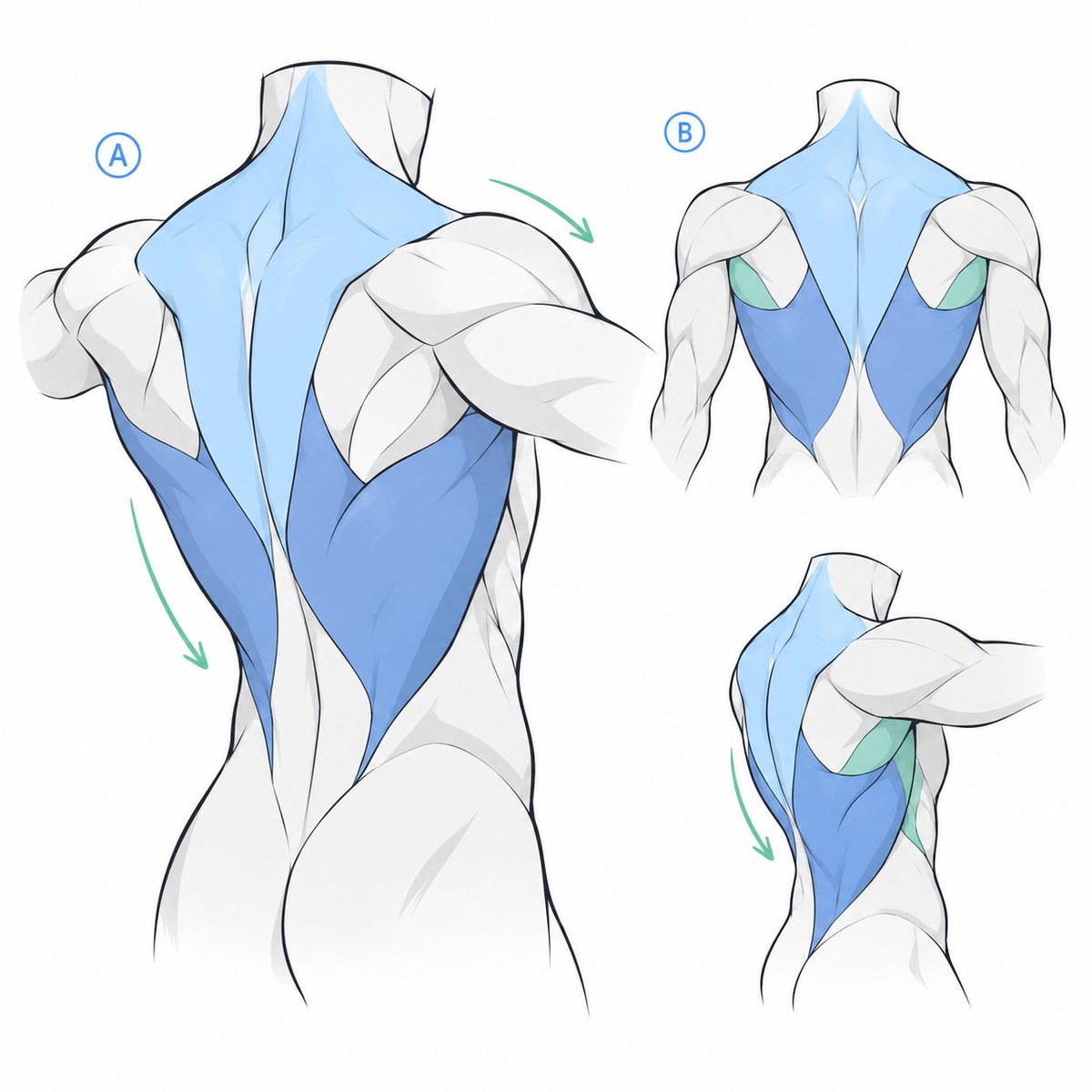 ezdrawps's tweet photo. Back anatomy reference https://t.co/xxrleZVLLU