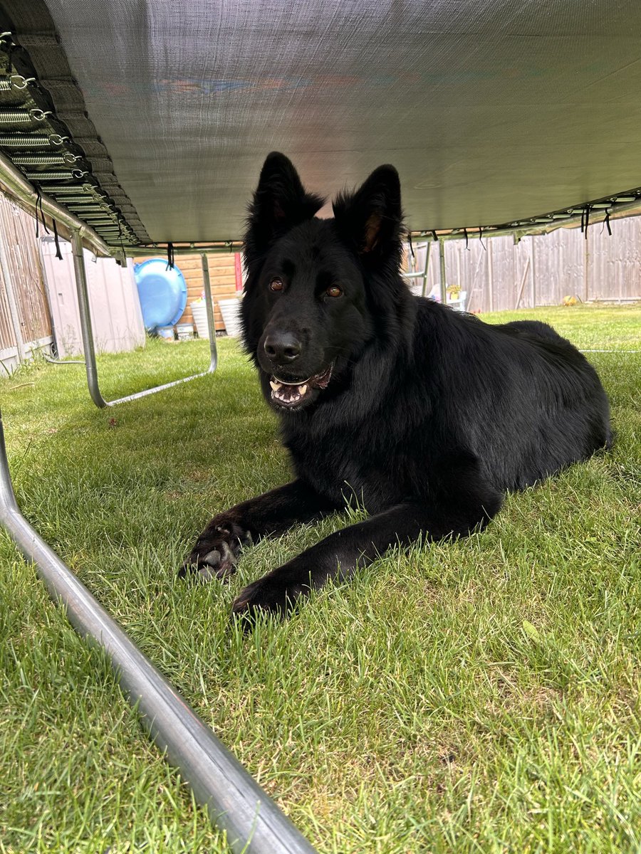 SimonPWilsher's tweet photo. @gsdkingdomclub Could be brothers https://t.co/5NeHZOFcqr