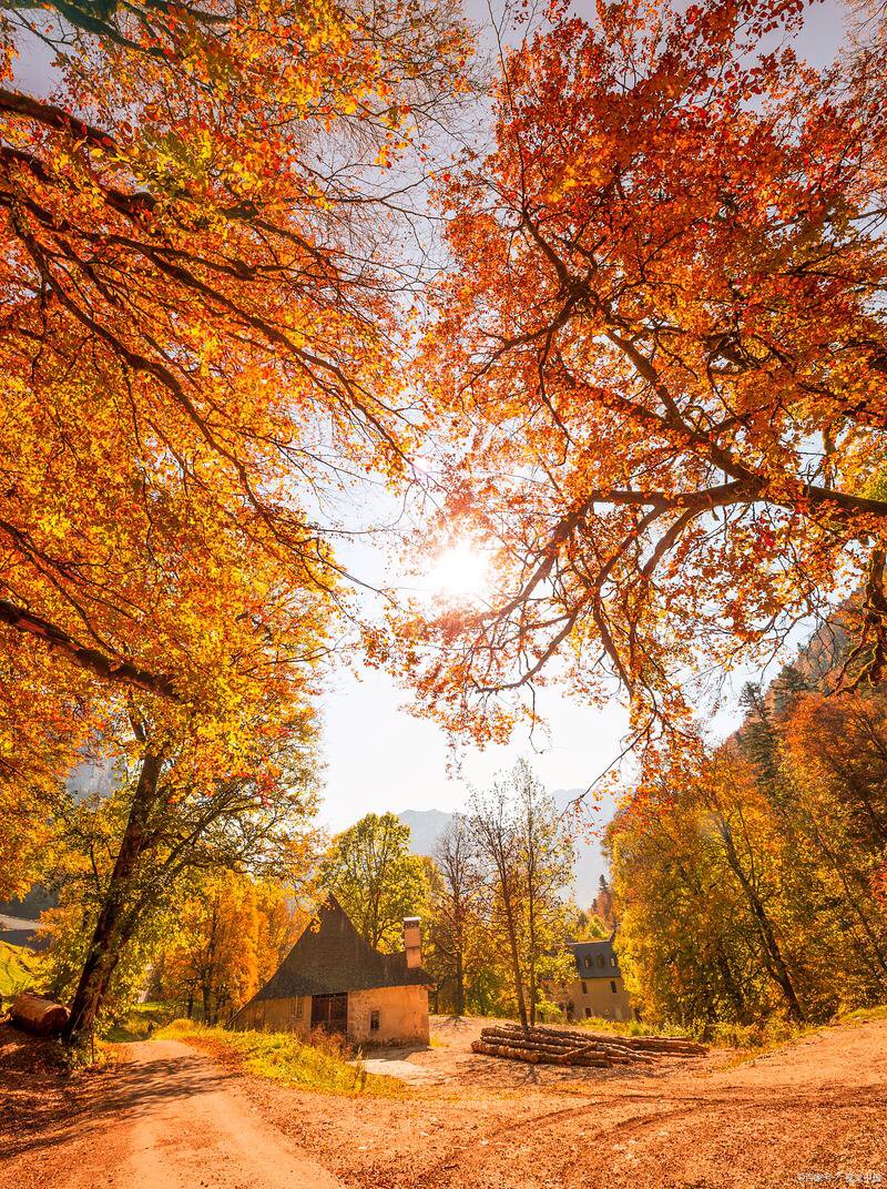 Fjugnkyd's tweet photo. Blue skies, crisp air, and the first maple leaves turning orange—autumn’s here, and it’s perfect for a morning walk with a warm latte. ， https://t.co/W5QZHWlV3k