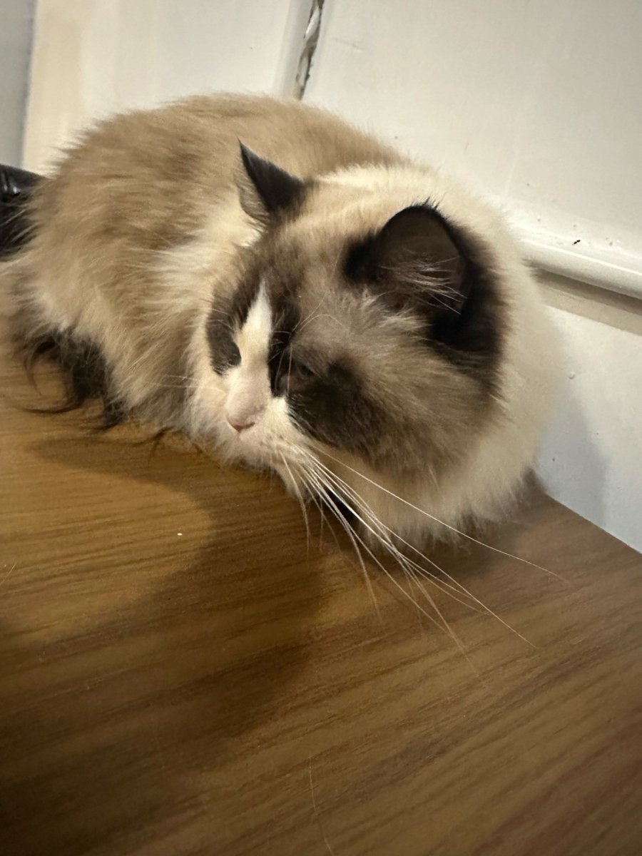 curii833051's tweet photo. Today my cat decided to be our third wheel while we ate instant noodles on the couch. Guess someone’s stealing our snack spot next time. https://t.co/fpIrE29nMN
