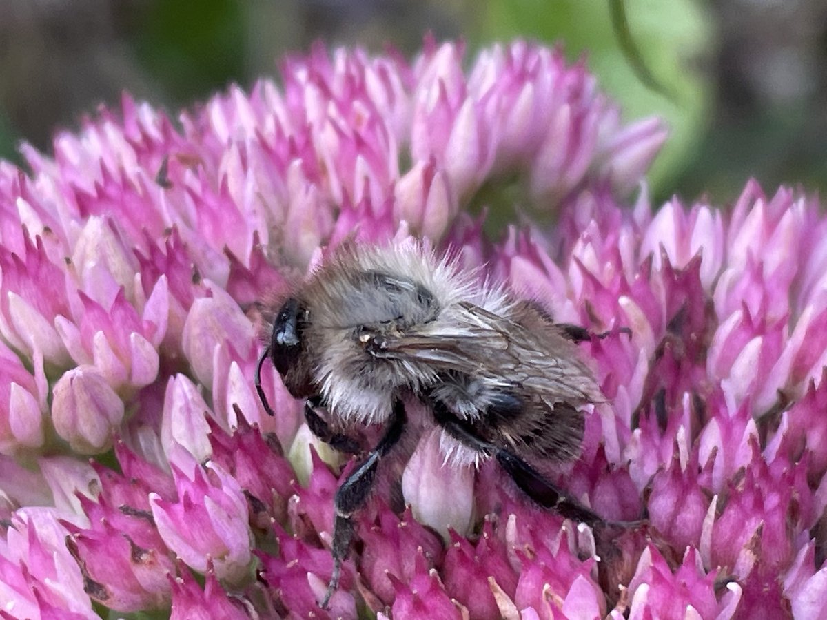 clothofnature's tweet photo. Noticing Nature.
A sleepy bee amongst the sedum, gathering nectar with the last of the day’s energy.
I recognised something of myself in her.
Sleepy too, bumbling about a bit… but purposefully.
Still noticing. Still making. Still seeking what nourishes me.
#NoticingNature https://t.co/IoPFuW3xfe