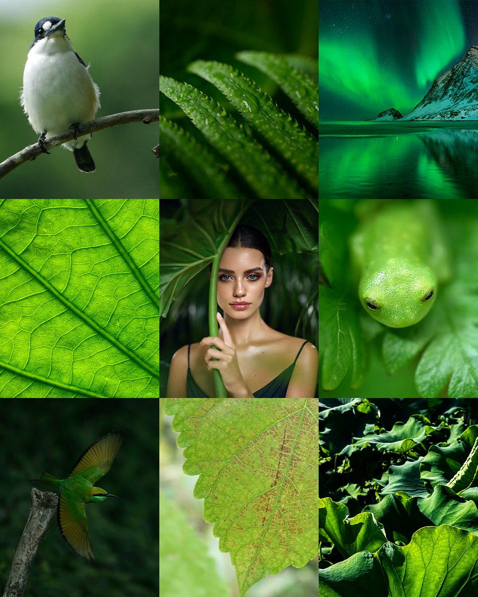 NikonMX's tweet photo. Tres colores, infinitas formas de mirar. En paisajes, momentos y pequeños detalles, encontramos el verde, blanco y rojo para crear un mosaico que celebra los colores que nos representan. 💚🤍❤️📸
#NikonMx https://t.co/nS3Jtqlf8T