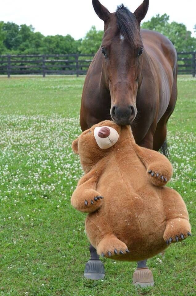 horsetwting's tweet photo. my tedy bear https://t.co/azWmeFlFz7