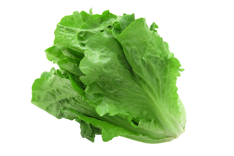 amelr852451's tweet photo. Check our fresh, crisp romaine hearts! Crunchy, leafy, and perfect for salads or wraps—zero wilting, just garden-fresh goodness. Great for adding nutrients to every bite!， https://t.co/p83f2ynRKL