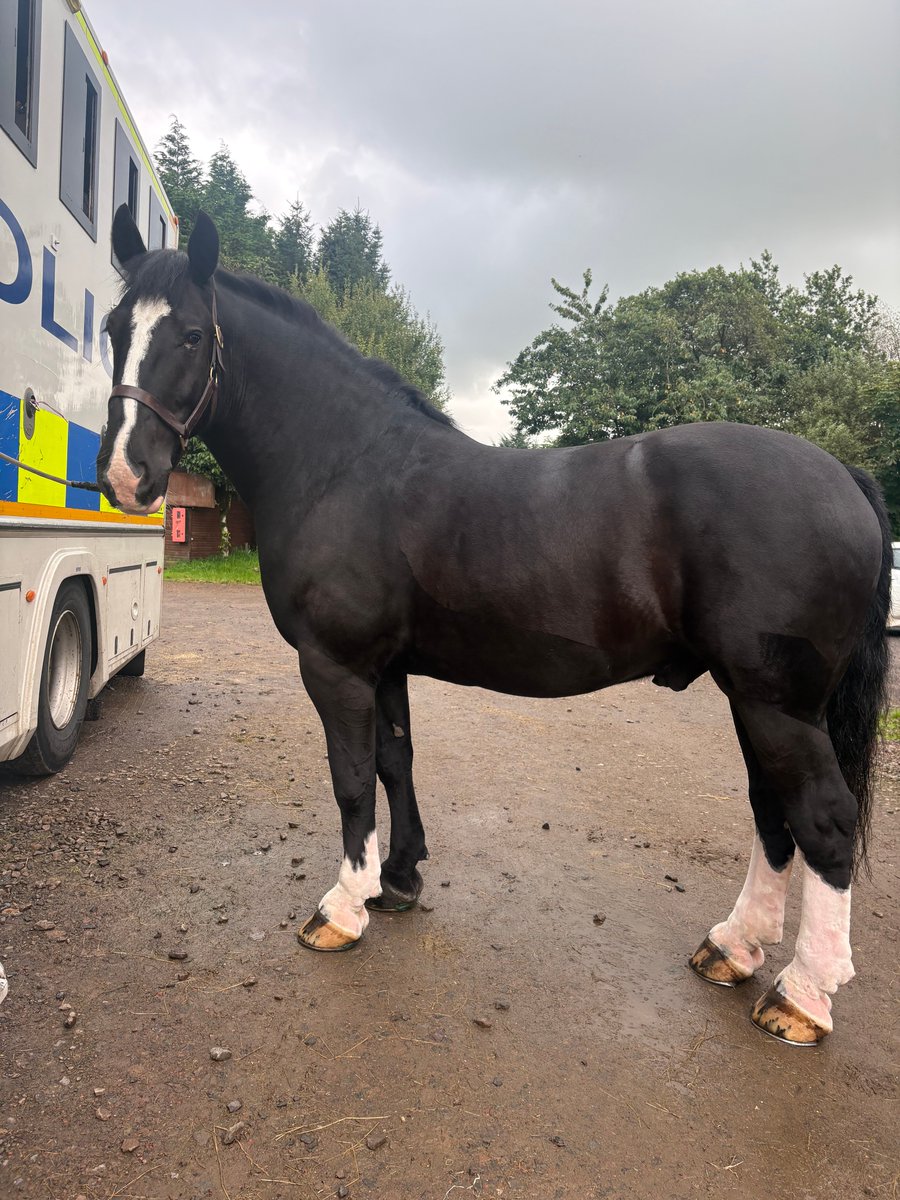 PSOSHorses's tweet photo. PH Strathaven looking handsome after his fresh clip and bath yesterday 😍 

Strathaven is 16. 3hh , 10 years old and has been a Police Horse for 5 years. 

#HorseOfTheDay
#FreshAndClean
#HandsomeBoy https://t.co/yZ0nfvOMrm