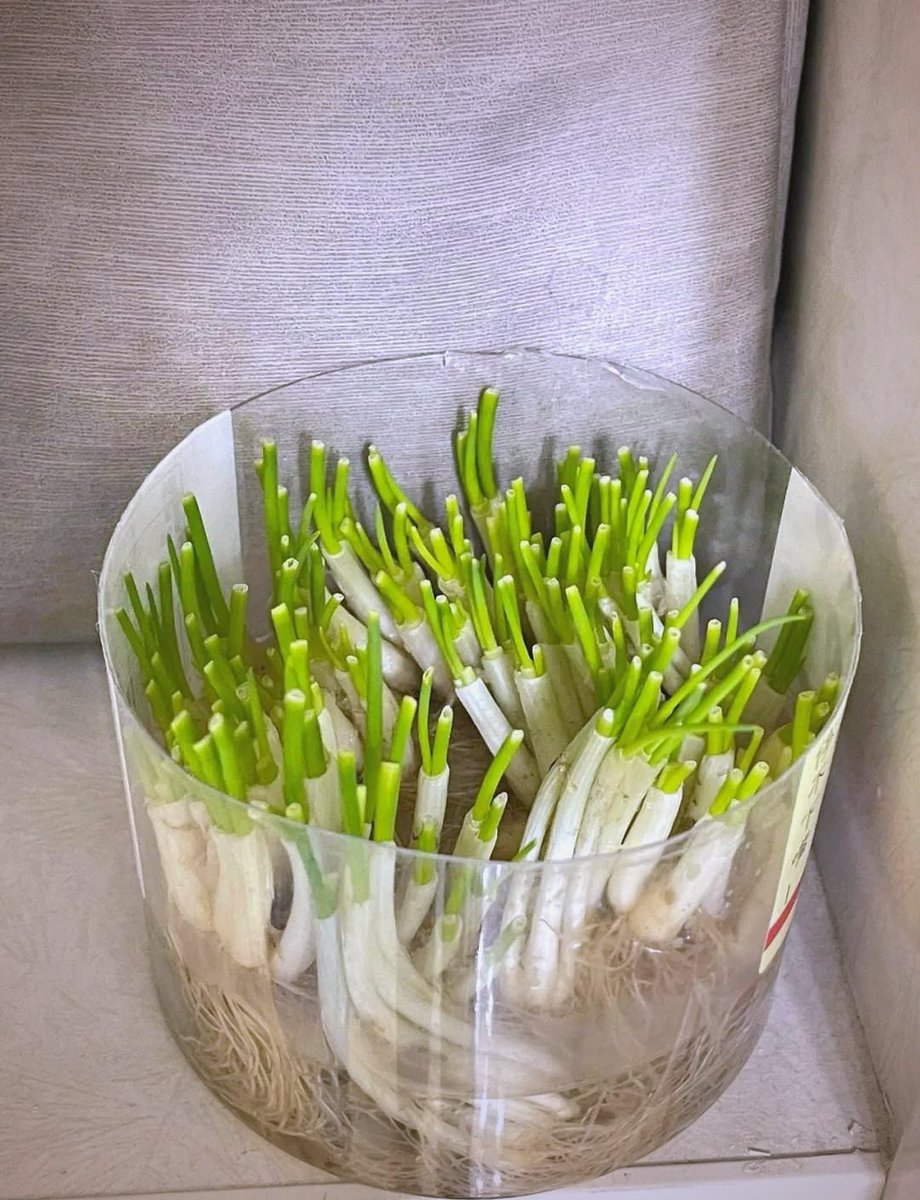 posyz003237's tweet photo. Turning an old mason jar into a cute plant pen holder for my desk  Upcycling wins!， https://t.co/pRuv5SQcYp