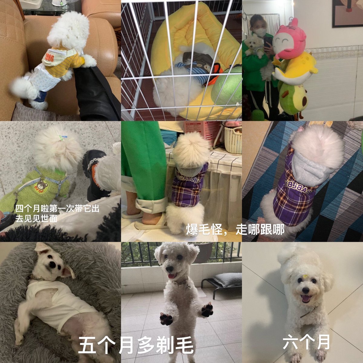 ms_ansemr's tweet photo. Watching my tiny pup turn into a big, fluffy ball of chaos and joy over 6 months—growth tastes like endless treats and wet nose kisses! https://t.co/XW8udGLjaj