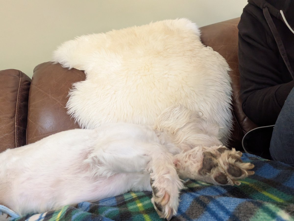 ernpup's tweet photo. Where does Ernie finish and the throw begin? π€π #whitedogproblems #dogsofx https://t.co/nTGs0r0PiA