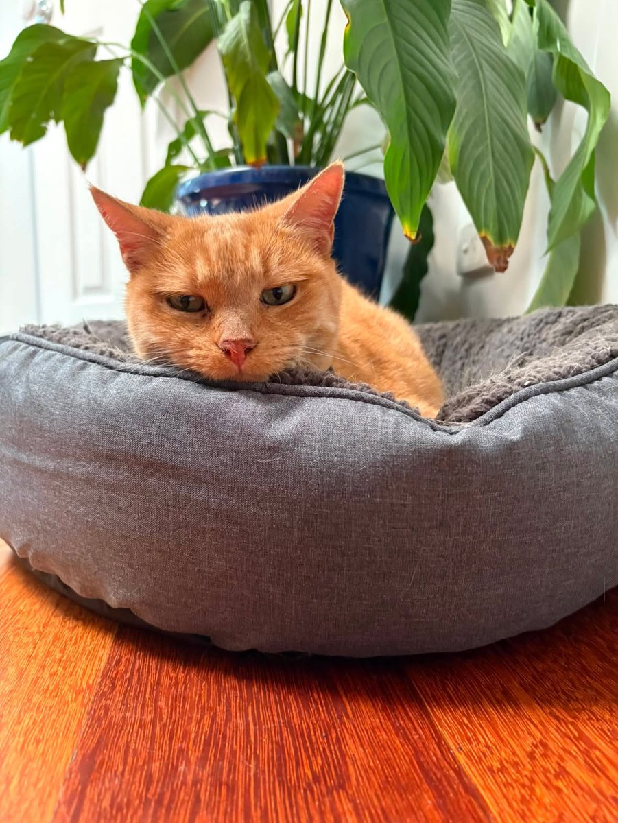 yourcatposted's tweet photo. Which photo 1-4 is your favourite?🥰
📸 ig: mrcattycheezel https://t.co/g9UgQY7HlQ