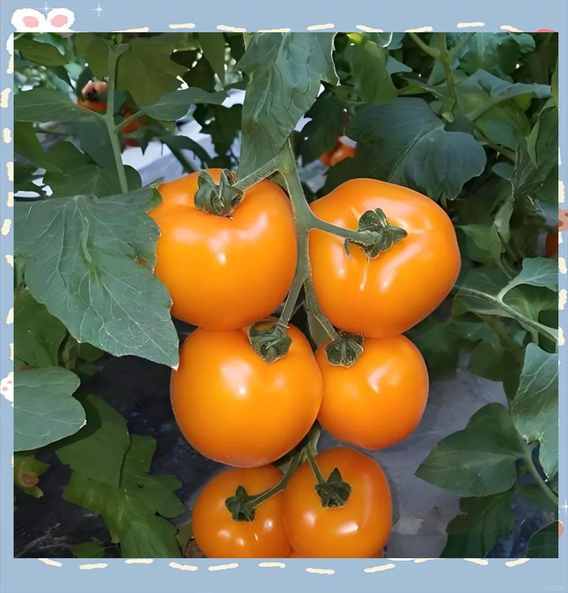 DeboraSchu5jqo's tweet photo. Fresh local cherry tomatoes u0026 wild honey now in stock at our farm stand! Perfect for summer salads or drizzling over yogurt. Swing by today! https://t.co/EINAXyaGRb