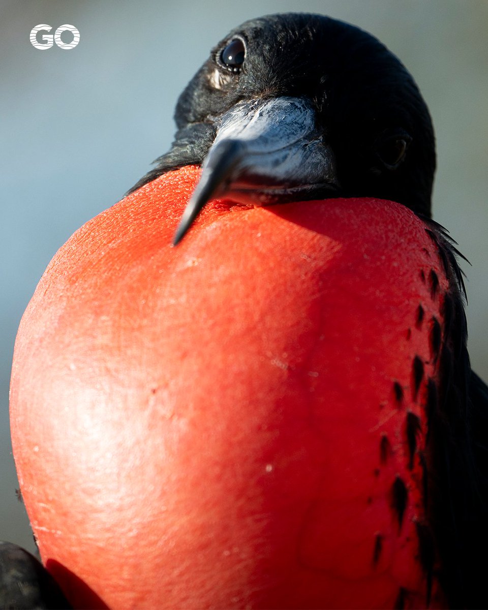 go_galapagos tweet picture