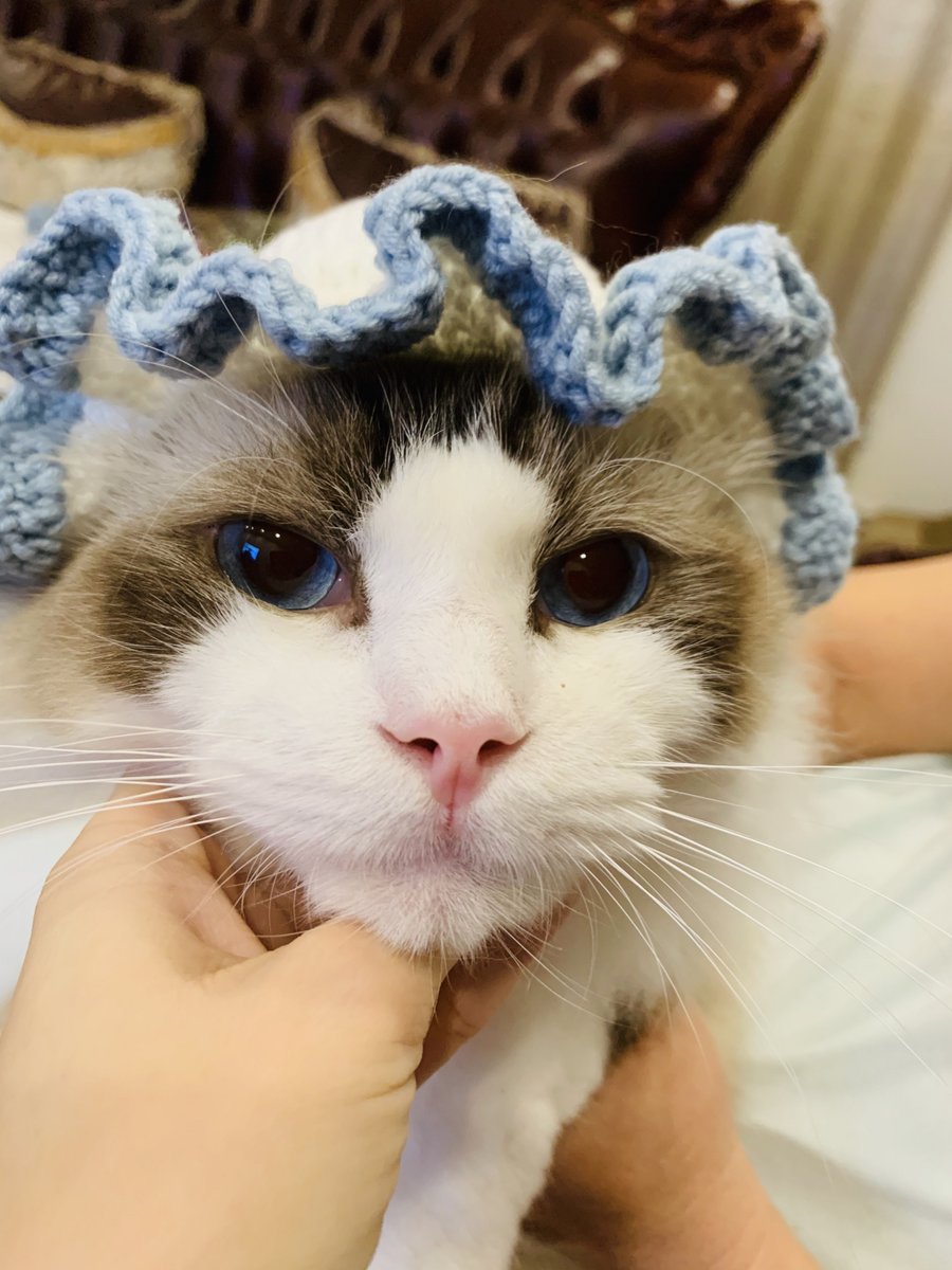 milkt453972's tweet photo. Just finished knitting this cozy mini cat ear hat for my friend’s new kitten  Every stitch is made with love! Check out how cute it looks on its tiny head! #HandmadeWithLove， https://t.co/5Em5Xp6qjm