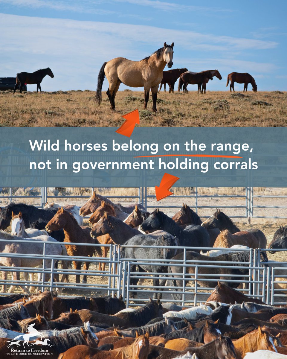 ReturnToFreedom's tweet photo. 🧵 For decades, the Bureau of Land Management has tried and failed to control herd populations by capturing wild horses, then removing them from public lands. Because BLM chooses not to address reproduction, it soon returns to the same places to remove still more. And on and on. https://t.co/5RBoQe7cCZ
