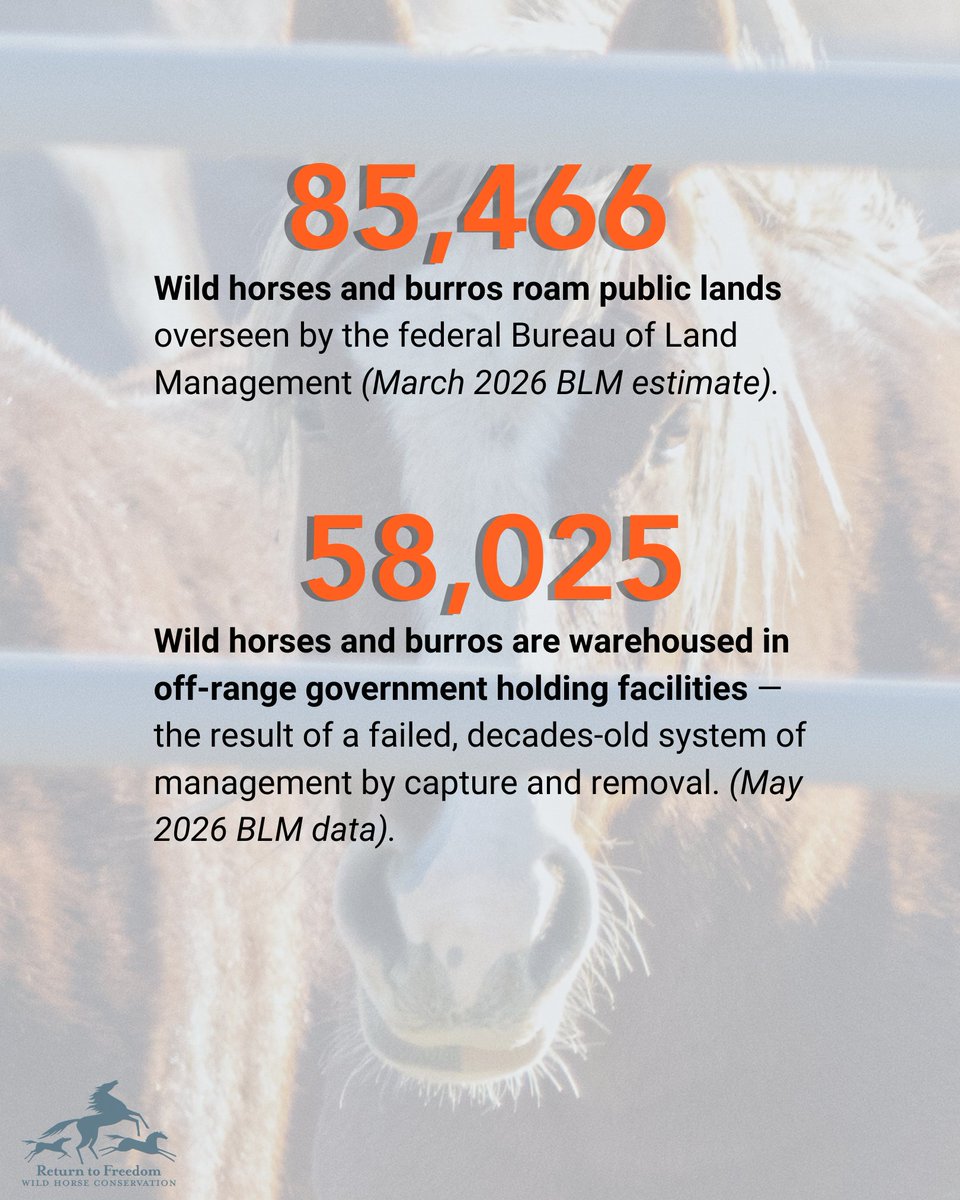 ReturnToFreedom's tweet photo. The result: The BLM now spends more than $100 million in taxpayer dollars every year to warehouse captured wild horses and burros. The more expensive off-range holding becomes, the greater the threat to the lives of those animals. https://t.co/Rf6y1Ac5bX