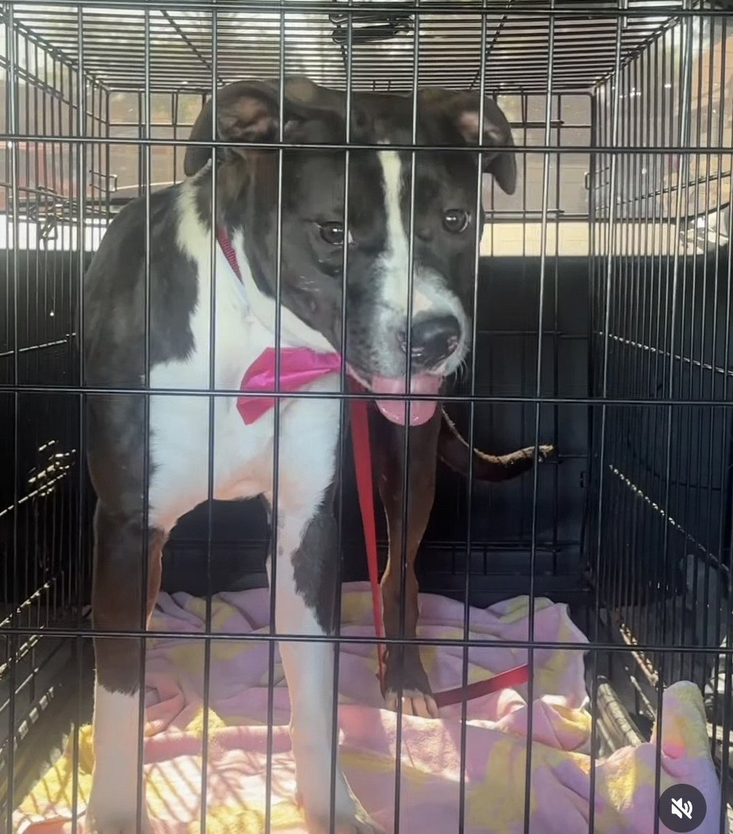 mapleveewesem's tweet photo. π‘ Discouraging news on DAISY's rescue from Downey CA. She had a foster-to-adopt who bailed on her in less than a day π‘π‘
Minnie's Mutts needs a long term (at least 4 months) foster 4 Daisy. She has been the sweetest girl sent getting out.
Info π½ if you can help. #A5792909 https://t.co/FDLSif9is1
