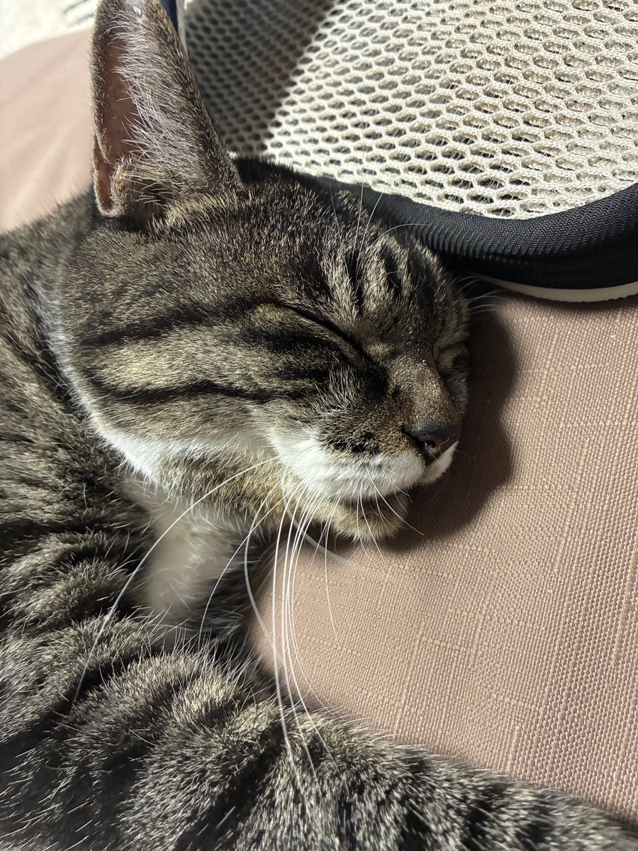_kkkeeennn_'s tweet photo. ＼おはようございます♫／ https://t.co/4cMwz4CKB6
