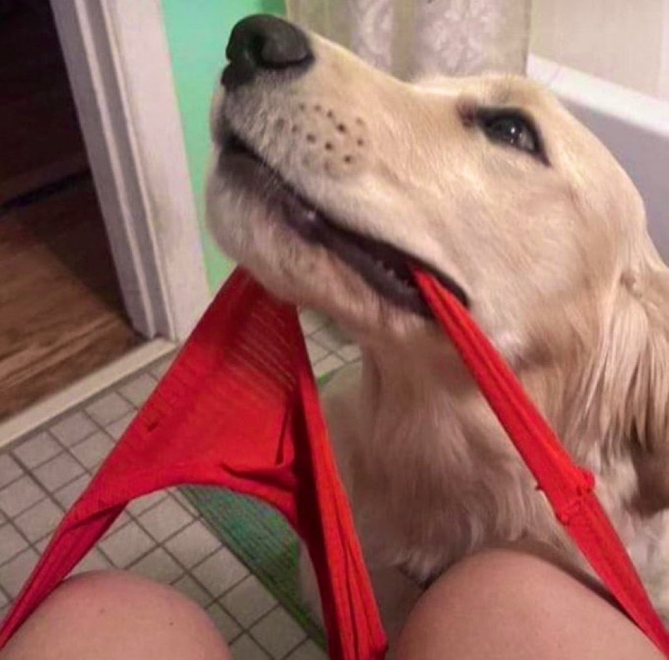 art_knotty's tweet photo. I’ve been keeping a little something special for you… and it’s finally here 
 🐾🐶🔞 Ask for menu 👇👇

https://t.co/9Qr9g81CoX

#zoophilia #bestiality #doglover #K9girl #USA #الحوثي @Knottybirdno https://t.co/zNWoB1eCyY