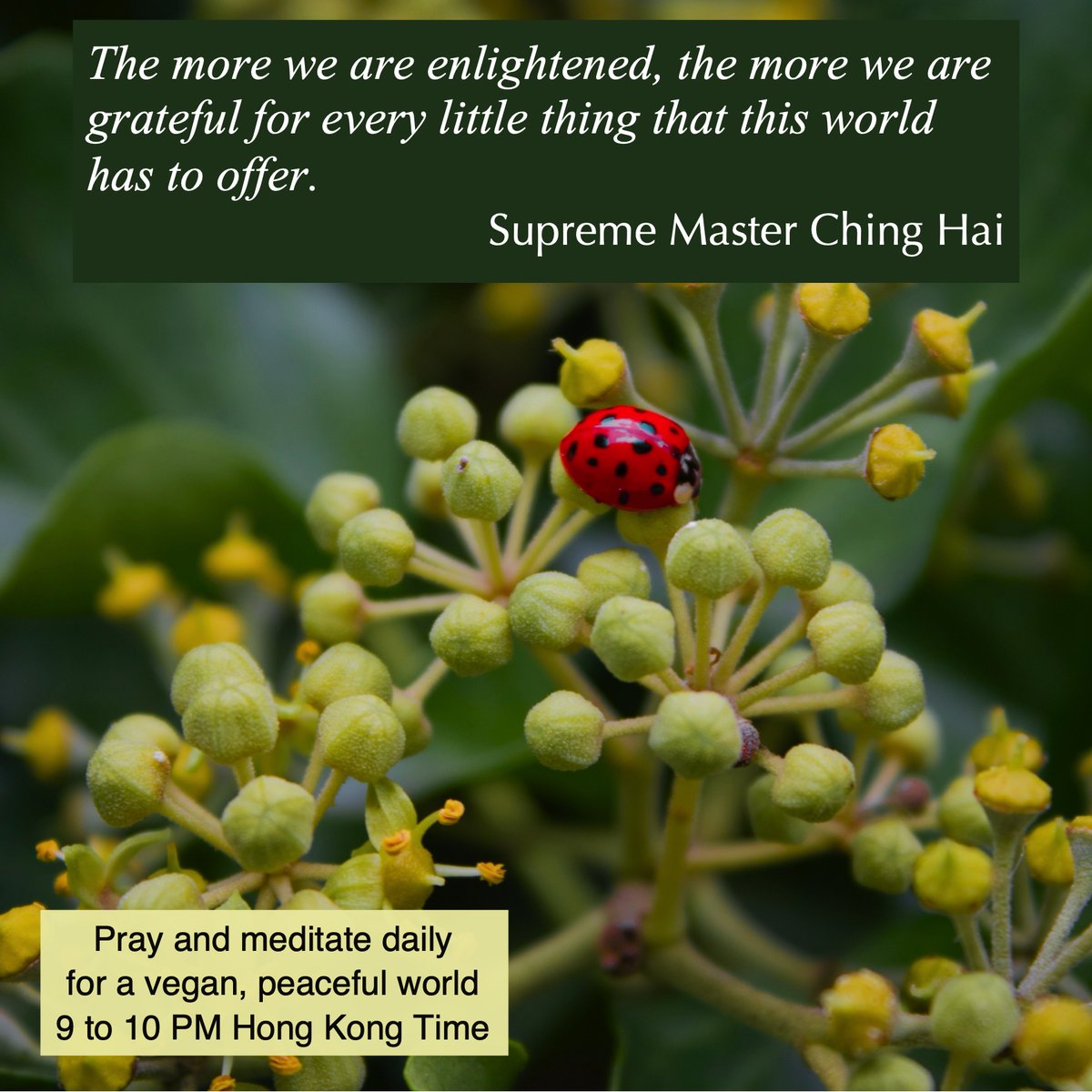 BScavullo's tweet photo. The more we are enlightened, the more we are grateful for every little thing that this world has to offer. https://t.co/X4BgdZhYcg