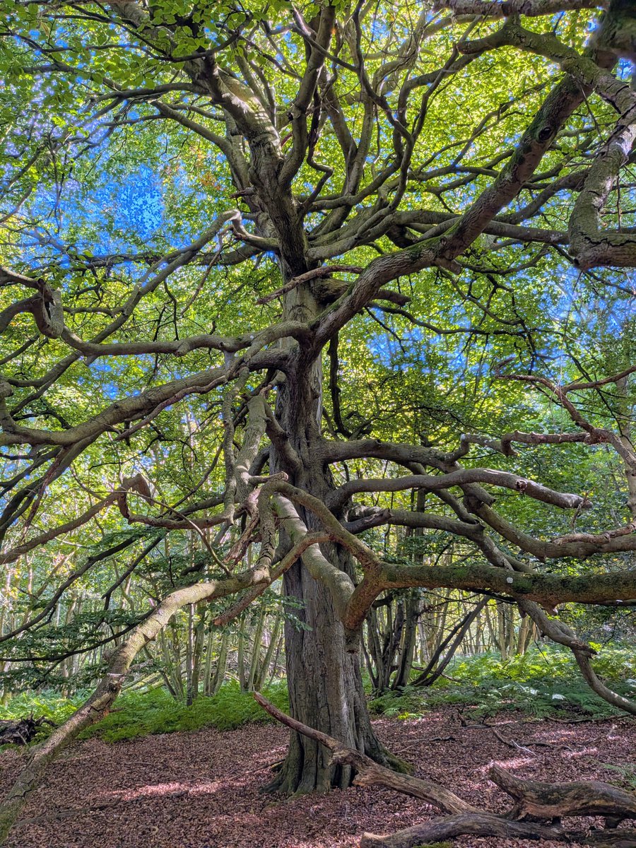 BeardedUniverse's tweet photo. It's goodnight from me and one of my favourite trees, catch you in the morning beautiful people 😁 https://t.co/5a55NgcWWM