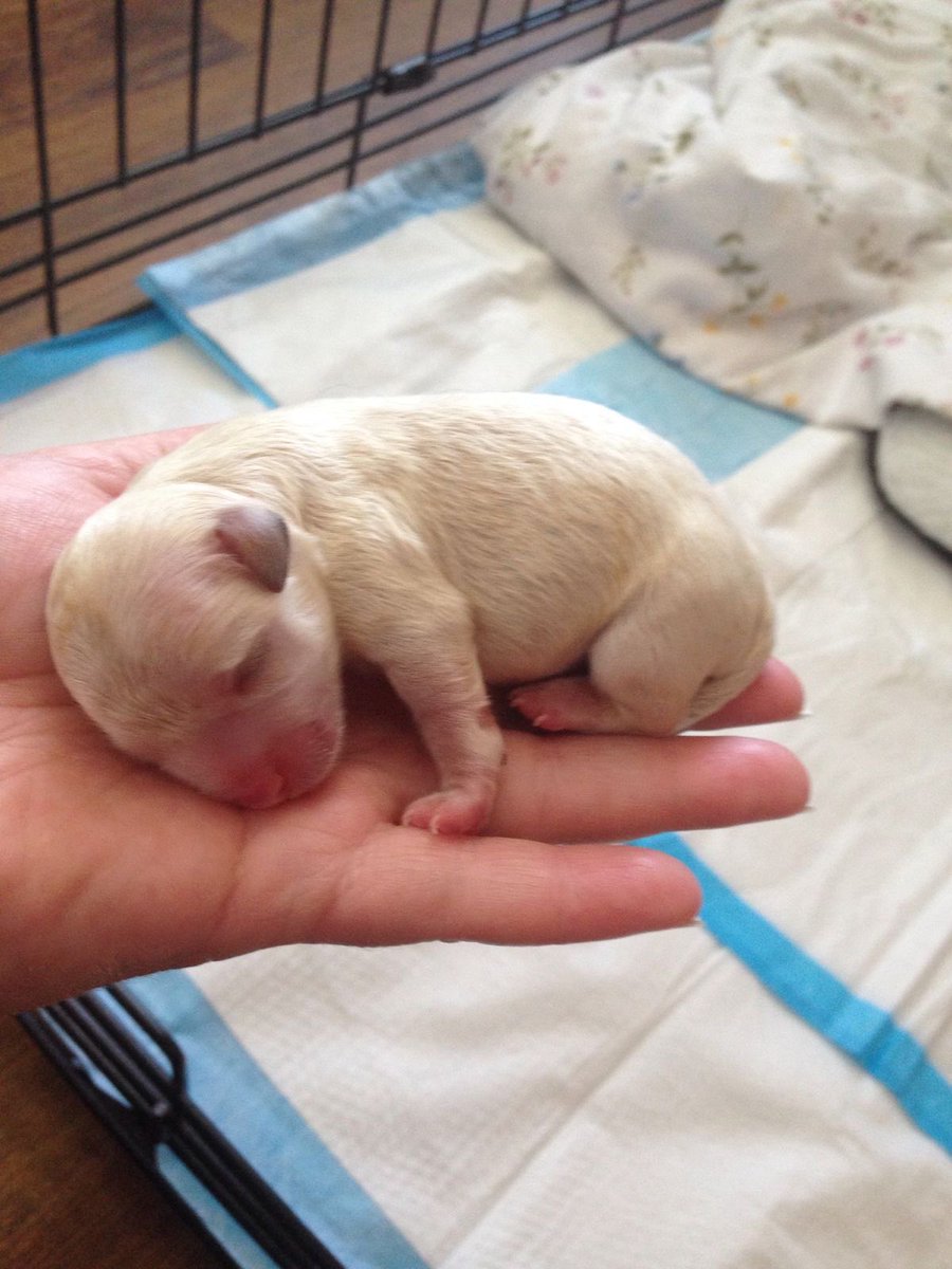 ittiestboy's tweet photo. @PopBase Omg she was just born. My dogs the Trisha Paytas of dogs https://t.co/Ouc0MZobrE